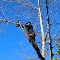 How Tree Services Can Help Sell Your House Fast in Virginia Beach