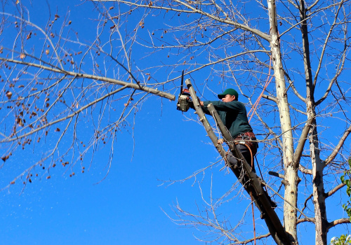 How Tree Services Can Help Sell Your House Fast in Virginia Beach